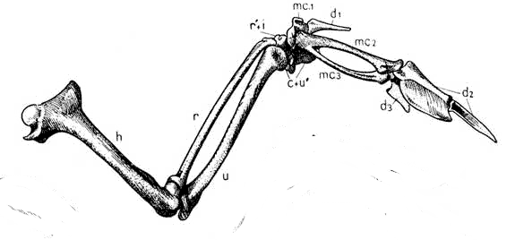 oiseau.png