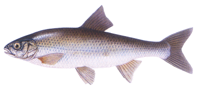 poisson.gif