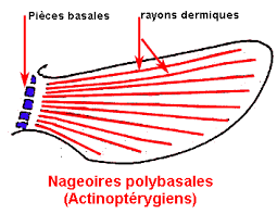 poisson.png