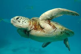tortue.jpeg